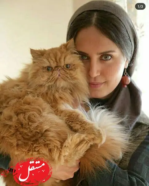 گربه پشمالو الناز شاکردوست + عکس
