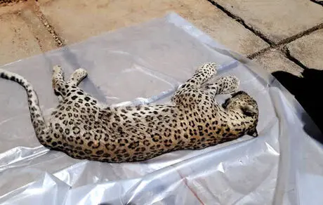 پلنگ دماوند زنده می‌ماند؟/ ابتلای پلنگ دماوند به ویروس