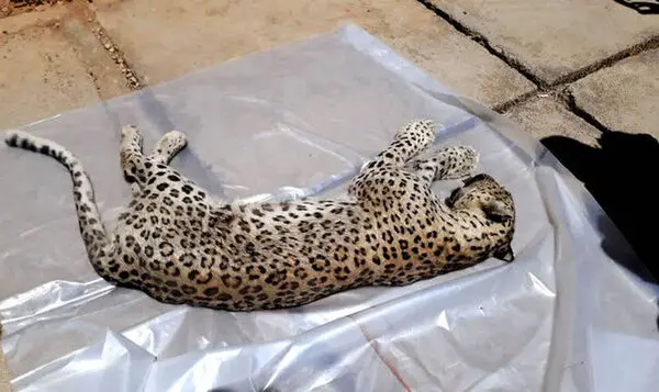 پلنگ دماوند زنده می‌ماند؟/ ابتلای پلنگ دماوند به ویروس