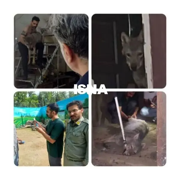 نگهداری گرگ در مغازه ای در کرج!