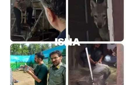 نگهداری گرگ در مغازه ای در کرج!