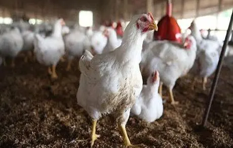 مرغ های کردستان تست اعتیاد دادند!