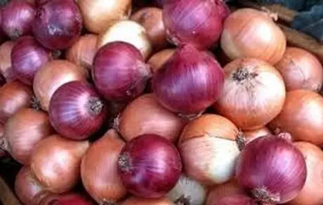 قاتل دیابت و سنگ کلیه از راه رسید +عکس