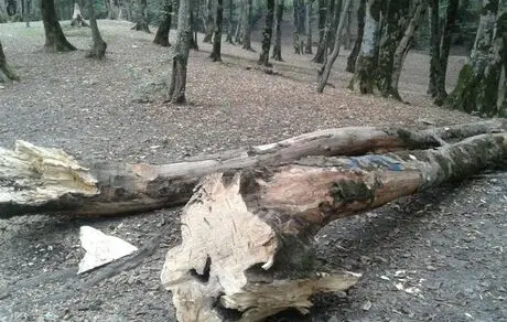 ۱۰ دلیل برای محافظت از درختان 