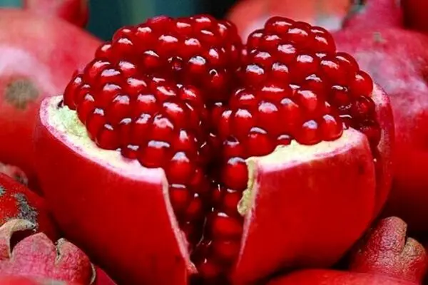پیامک های تبریک مخصوص شب یلدا + عکس نوشته