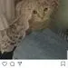 تلاش بهنوش طباطبایی برای یافتن گربه‌اش