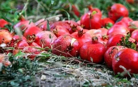 ممنوعیت واردات ۶ محصول از ایران به عراق