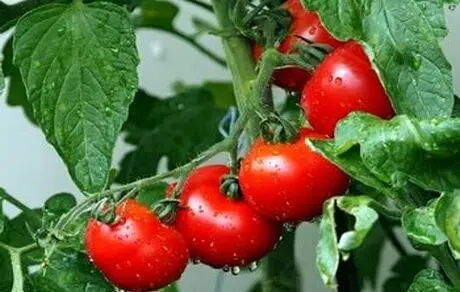 تهیه لباس‌هایی با پوست گوجه‌فرنگی!