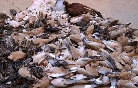 مشاهده و جمع‌آوری بیش از ۲ هزار لاشه پرنده مسموم در اهواز!