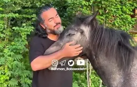 پرواز همای؛ کنسرتی برای اسب برگزار کرد 