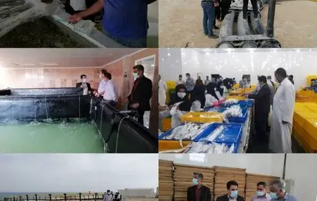 بهره برداری از اولین مزرعه دانش بیان پرورش ماهی در قشم تا قبل از پایان سال
