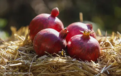 یاقوتی با خواص دارویی فراوان