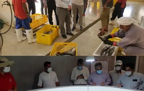 بازدید مدیر کل شیلات هرمزگان از مرکز تکثیر ماهی، بسته بندی و ارسال ماهی شرکت پرورش ماهی در قفس نیکسا