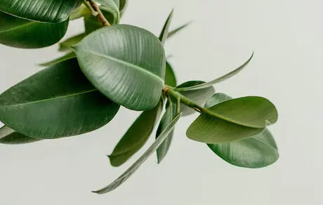 نگهداری از گل فیکوس