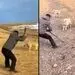 راه متفاوت و جالب برای مقابله با حمله گرگ! + فیلم