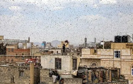 حمله ملخ‌ها به صنعا، پایتخت یمن