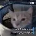 جینجر، گربه‌ای که پناهجو شد