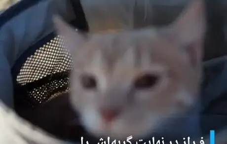 جینجر، گربه‌ای که پناهجو شد
