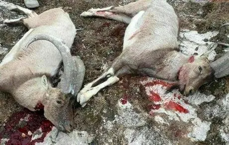 این تصاویر دردناک از منطقه مهران همه را شوکه کرد