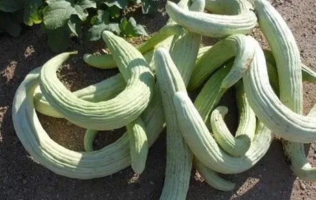 درمان نقرس با خیار چنبر نقرس