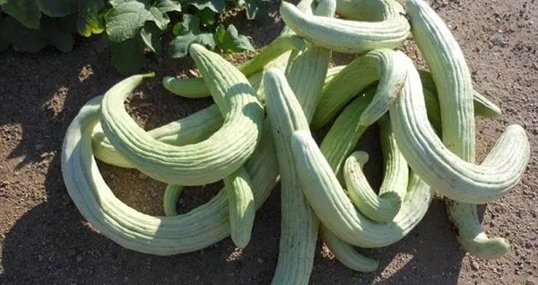 درمان نقرس با خیار چنبر نقرس