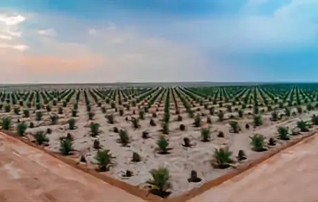 طرح احداث بزرگترین نخلستان مجول دنیا/ طرحی که برای کوچ و بلوچ نان نشد