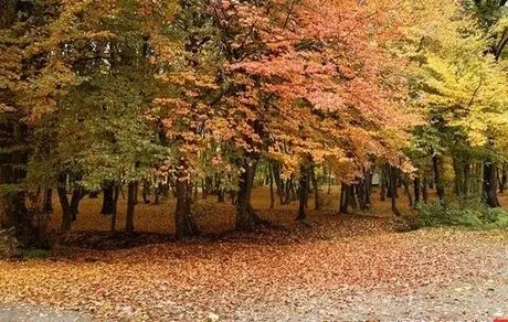 پارک جنگلی قرق میزبان رنگ ها در گرگان!