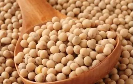 خوردن سویا باعث عقیم شدن مردان می‌شود؟