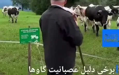 هشدار مقام‌های آلپ به گردشگران: مراقب گاوها باشید