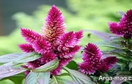 خواص تاج خروس و کاربردهای دارویی این گیاه پر فایده