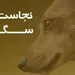 آیا سگ، از‌ جمله، سگ‌های کوچک و زینتی منازل، پاک هستند؟ / رفت و آمد و مهمانی به خانه افرادی که سگ دارند، شرعا بلامانع است