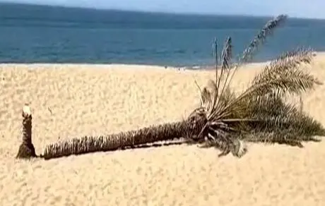 تک درخت درک بخاطر بدحجابی قطع شد! 