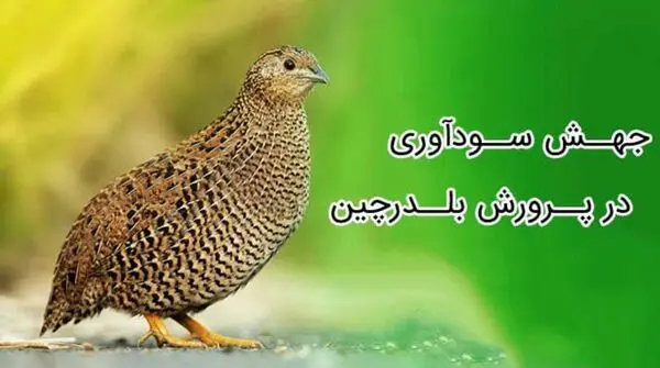 با رعایت این نکات سود خود در پرورش بلدرچین را تضمین کنید