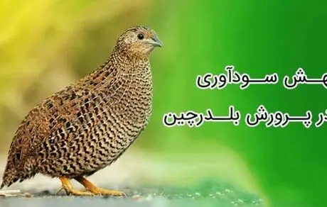 با رعایت این نکات سود خود در پرورش بلدرچین را تضمین کنید