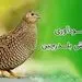 با رعایت این نکات سود خود در پرورش بلدرچین را تضمین کنید