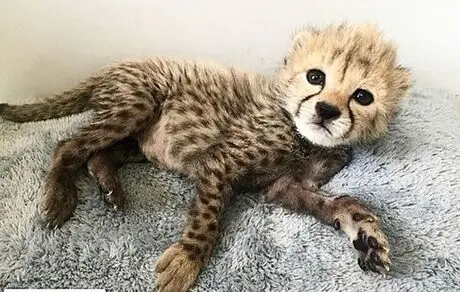 وزن توله یوز سوم نصف وزن استاندارد است