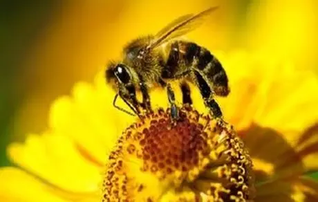 چرا نباید به کودکان خود عسل بدهیم؟