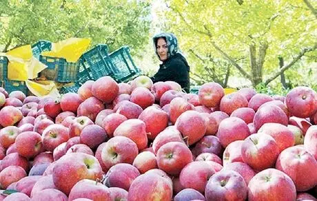 صادرات سیب آزاد می‌شود + جزئیات