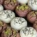قیمت شیرینی شب یلدا اعلام شد