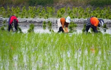 کشت برنج در 17 استان 