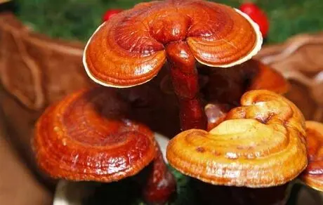 گانودرما مجوز دارویی ندارد