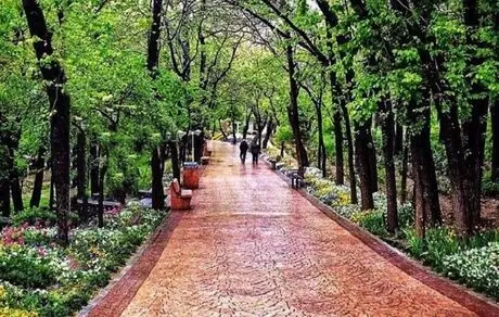 از بوستان کوهپایه تا پارک قیطریه؛ ماجرای قلع و قمع درختان چیست؟