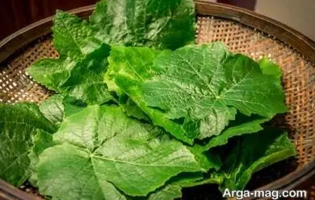 آموزش نگهداری برگ مو در فریزر برای مدت طولانی