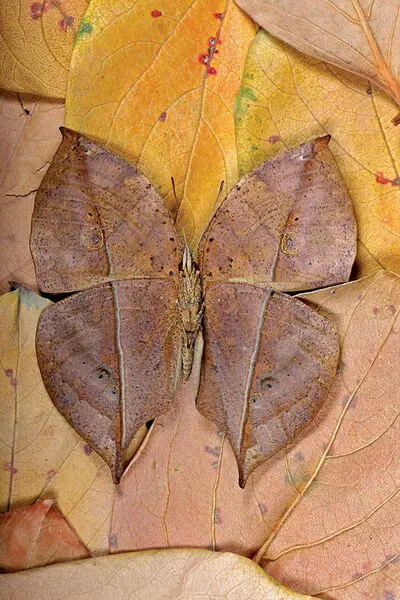 تماشای بال پروانه از نمای نزدیک