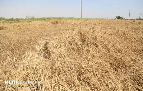 خرید گندم مازاد بر نیاز کشاورزان از ۲ میلیون تن گذشت