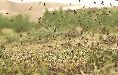 مبارزه بیولوژیکی راهکار مهار ملخ‌ها


