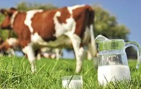شیر تقلبی چه شکلی است !!
