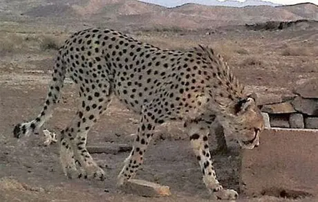 احتمالا «ایران»  باردار است