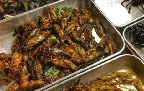 چطور خفاش، موش، سوسک، سگ، قورباغه وارد رژیم‌ غذایی چینی‌ها شد؟
