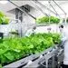 میتسوبیشی واکسن گیاهی کرونا را ساخت!